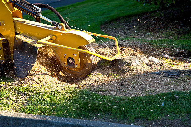 Best Tree Disease Treatment  in North Barrington, IL